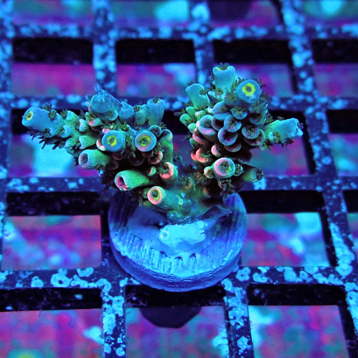 Green Blue Pink Scale Tenuis Acro