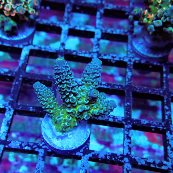 Blue-Green Tenuis Acro