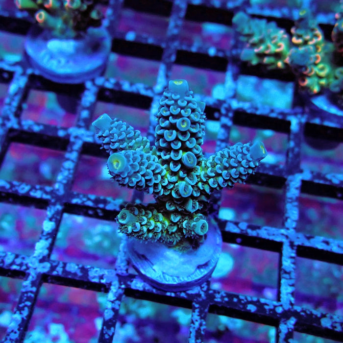 Blue-Green Tenuis Acro