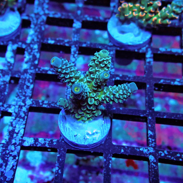 Blue-Green Tenuis Acro