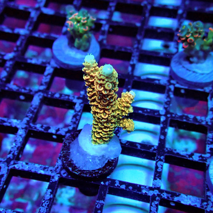 Rainbow Millepora Acro