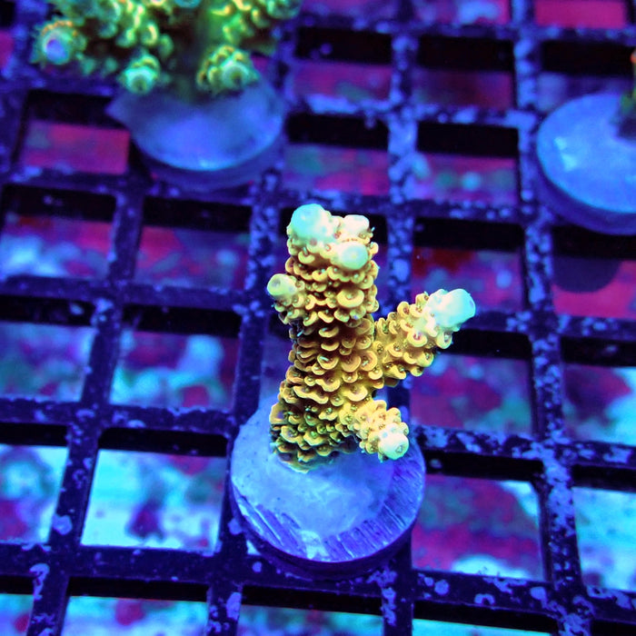 Rainbow Millepora Acro
