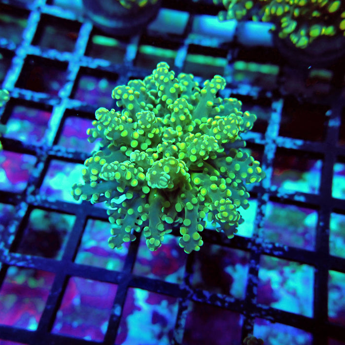 Green Yellow Octospawn Euphyllia