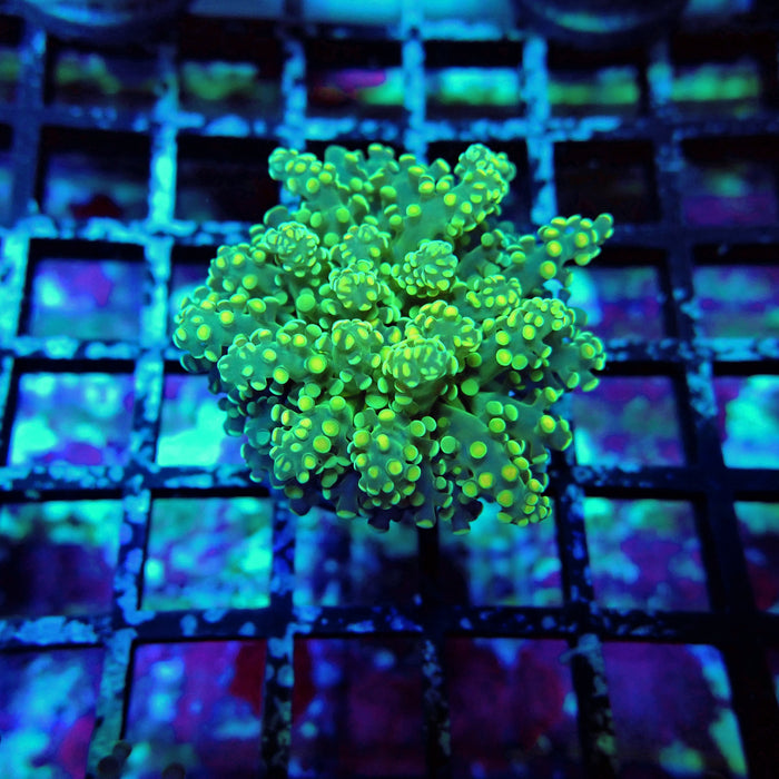 Green Yellow Octospawn Euphyllia