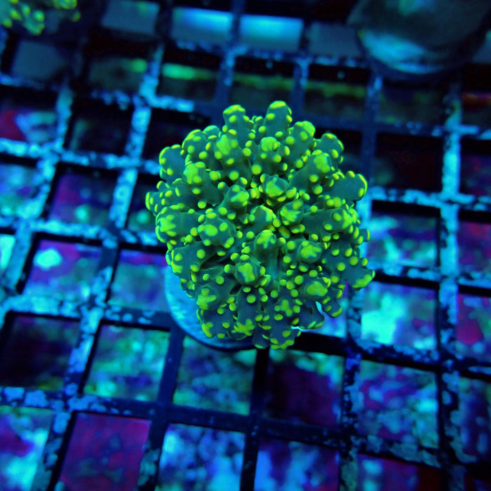 Green Yellow Octospawn Euphyllia