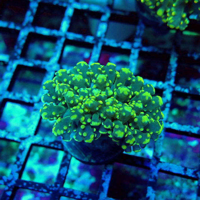Green Yellow Octospawn Euphyllia