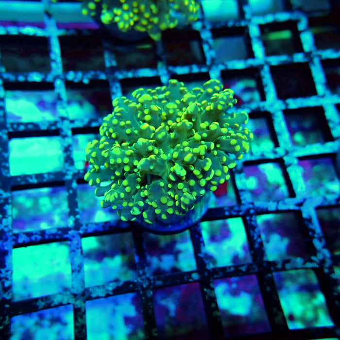 Green Yellow Octospawn Euphyllia
