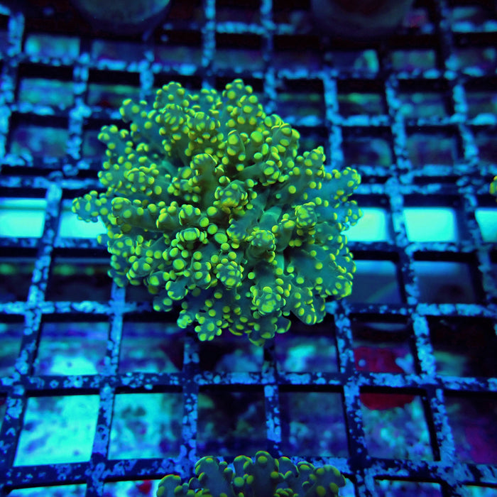 Green Yellow Octospawn Euphyllia