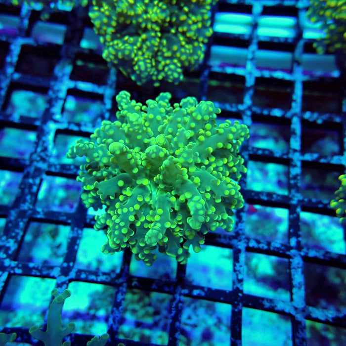 Green Yellow Octospawn Euphyllia