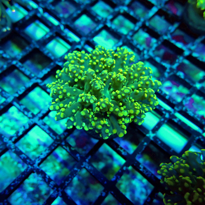 Green Yellow Octospawn Euphyllia
