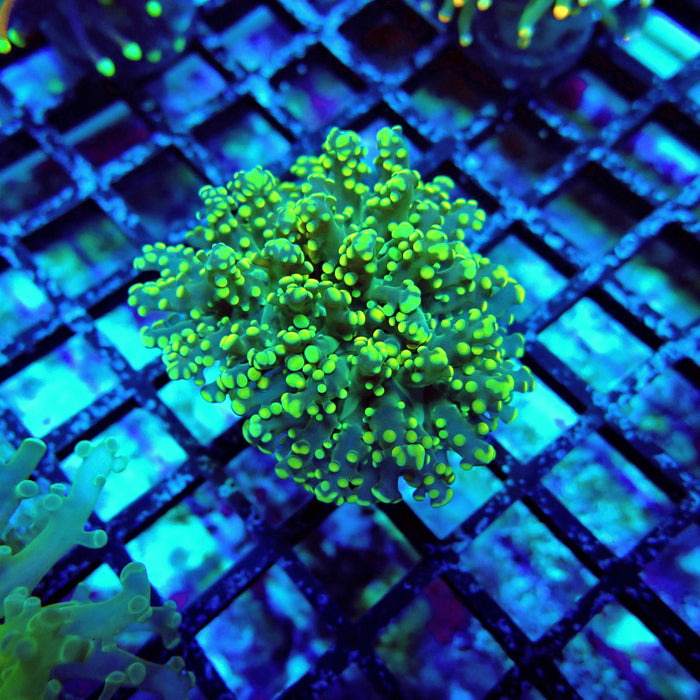 Green Yellow Octospawn Euphyllia