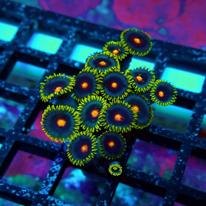 Ultra Zoas Frag