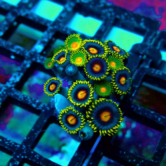 Ultra Zoas Frag