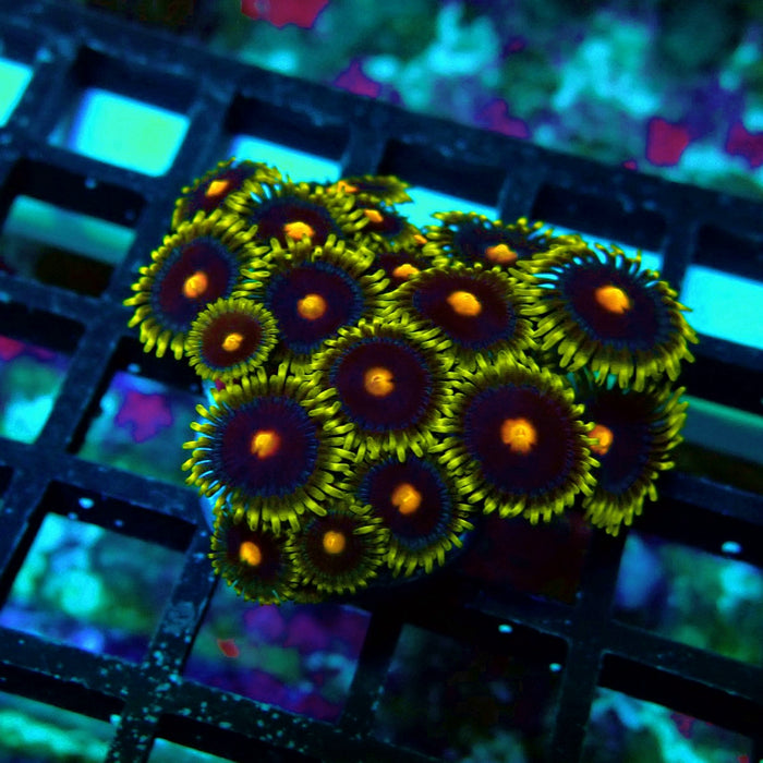 Ultra Zoas Frag