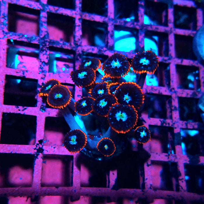Ultra Zoas Frag
