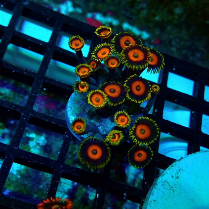 Ultra Zoas Frag