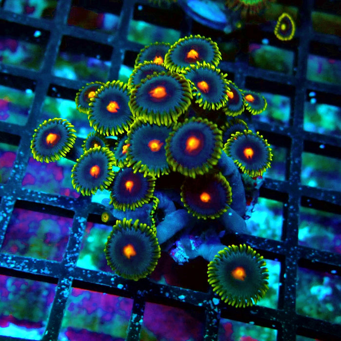 Ultra Zoas Frag