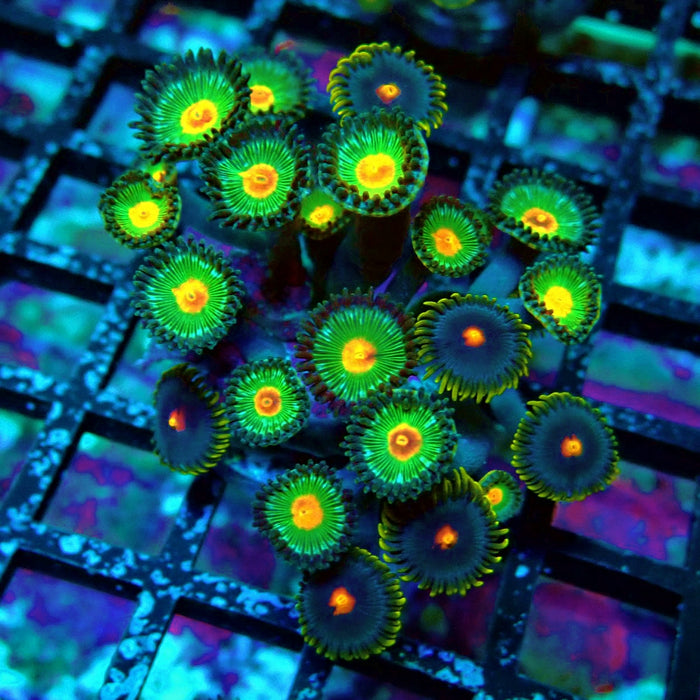 Ultra Zoas Frag