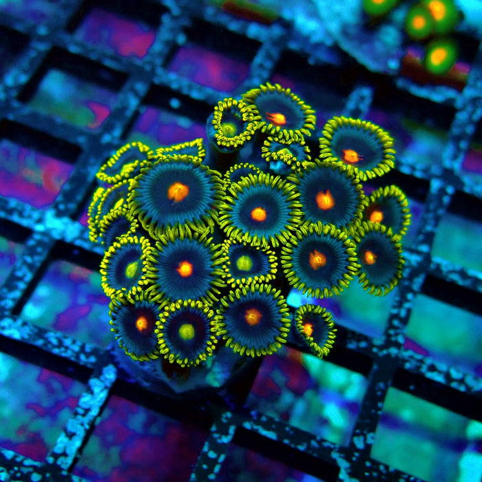 Ultra Zoas Frag