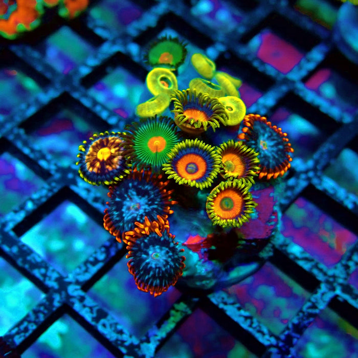 Ultra Zoas Frag