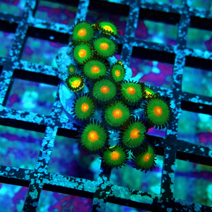 Ultra Zoas Frag