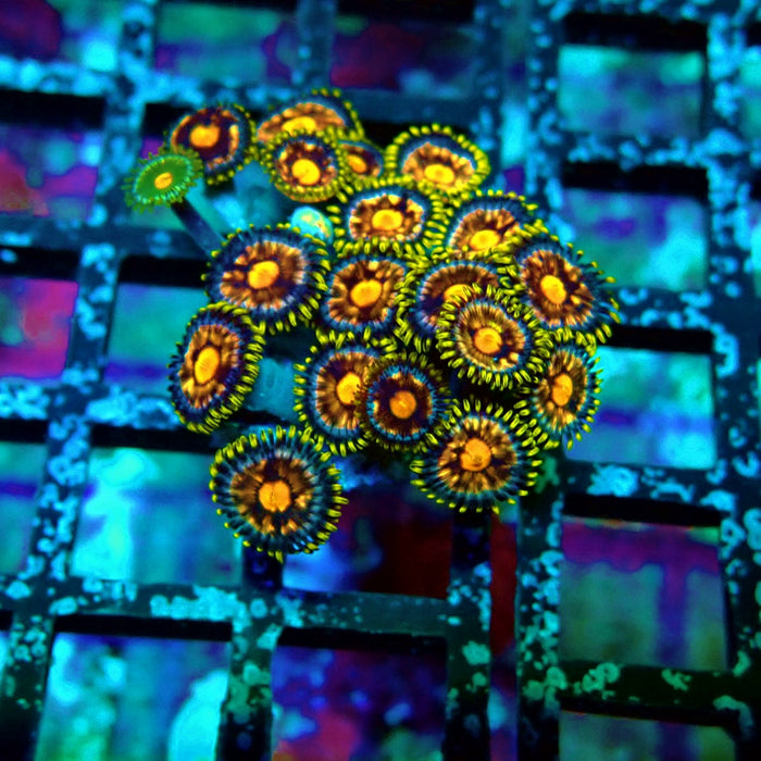 Ultra Zoas Frag
