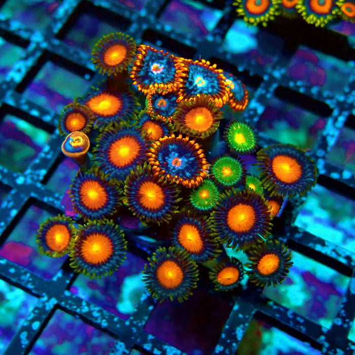 Ultra Zoas Frag