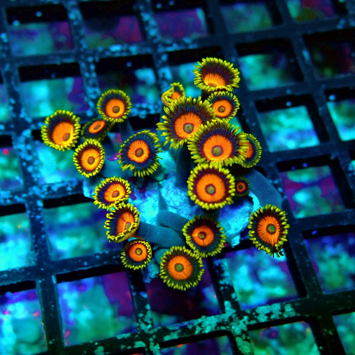 Ultra Zoas Frag