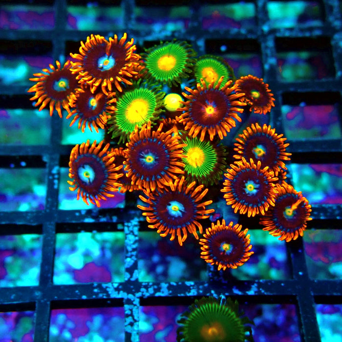 Ultra Zoas Frag