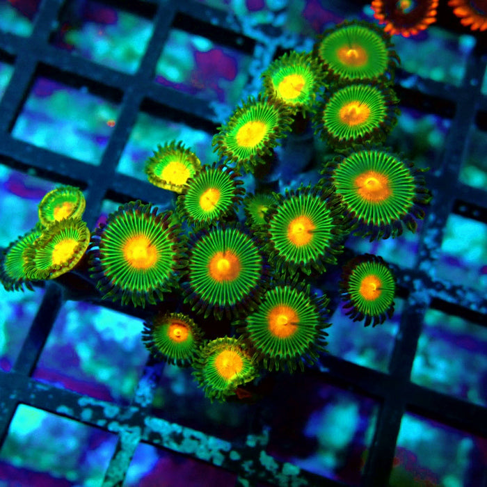 Ultra Zoas Frag