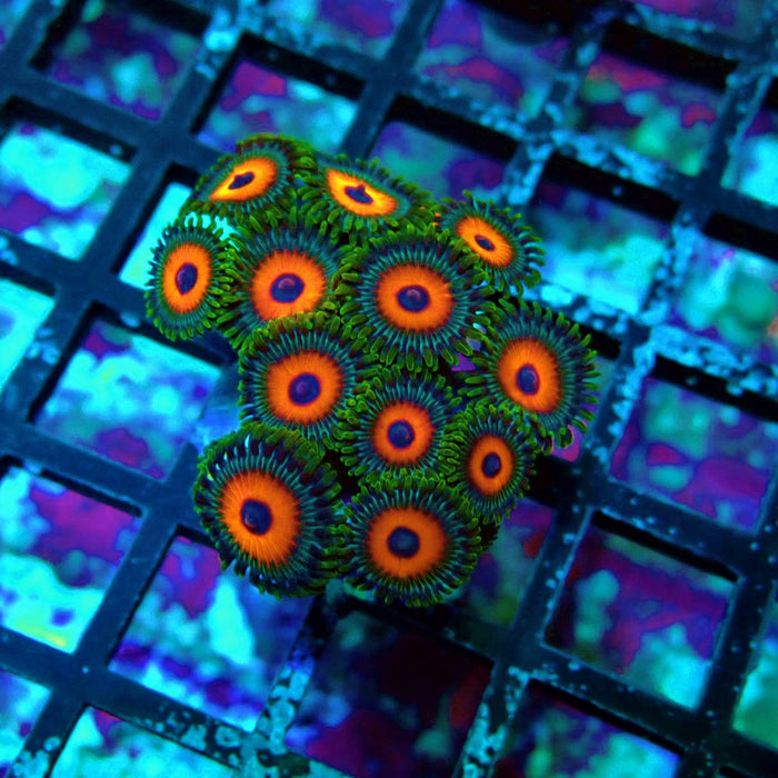 Ultra Zoas Frag