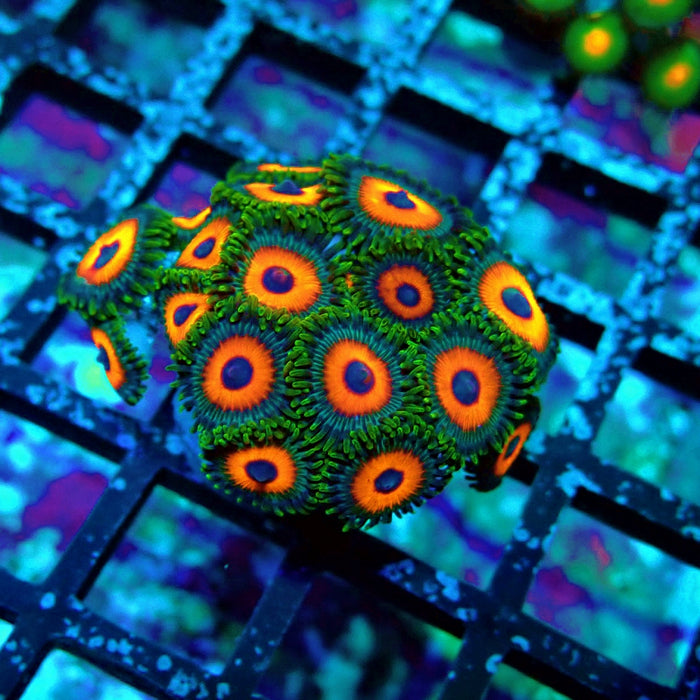 Ultra Zoas Frag