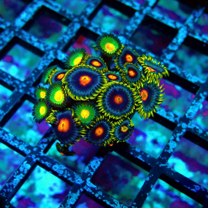 Ultra Zoas Frag