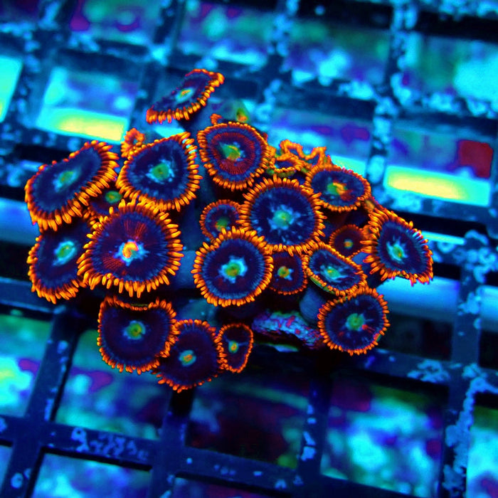 Ultra Zoas Frag