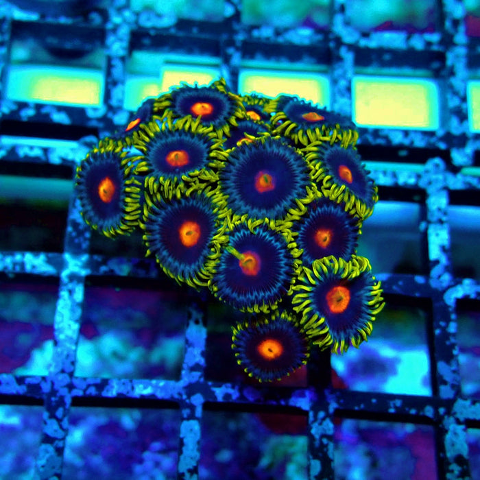Ultra Zoas Frag