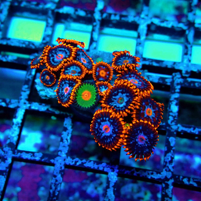 Ultra Zoas Frag