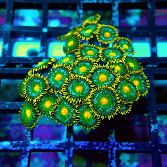 Ultra Zoas Frag