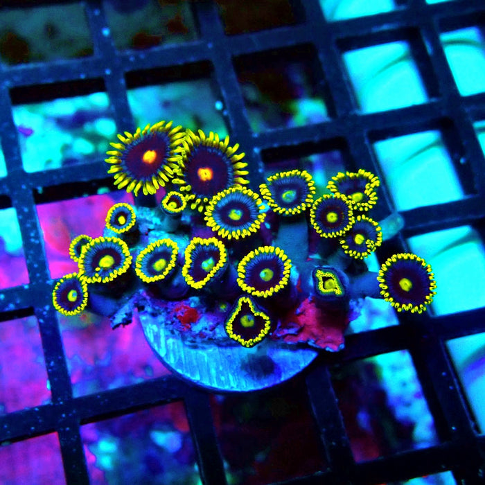 Ultra Zoas Frag