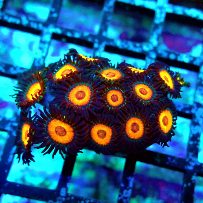 Ultra Zoas Frag