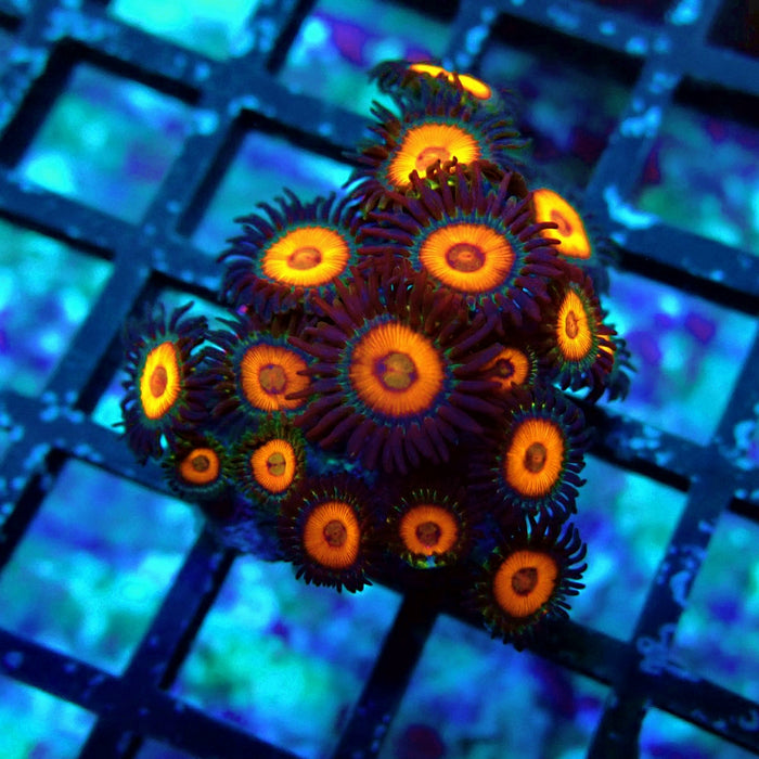 Ultra Zoas Frag