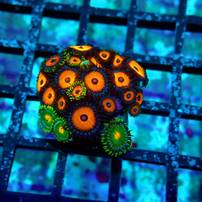 Ultra Zoas Frag