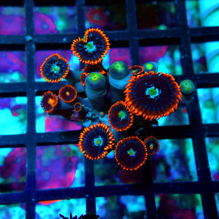 Ultra Zoas Frag