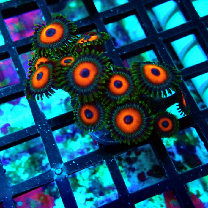 Ultra Zoas Frag