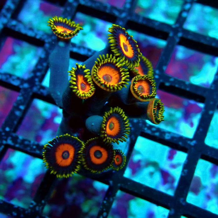 Ultra Zoas Frag