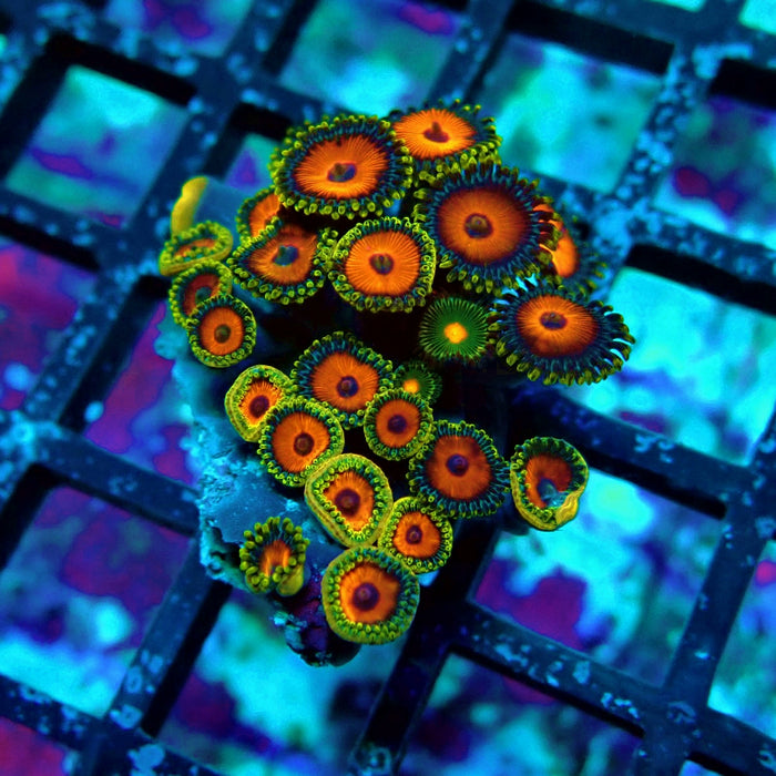 Ultra Zoas Frag