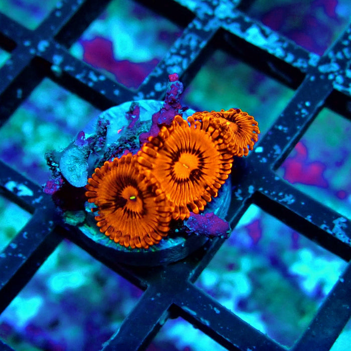 Ultra Zoas Frag