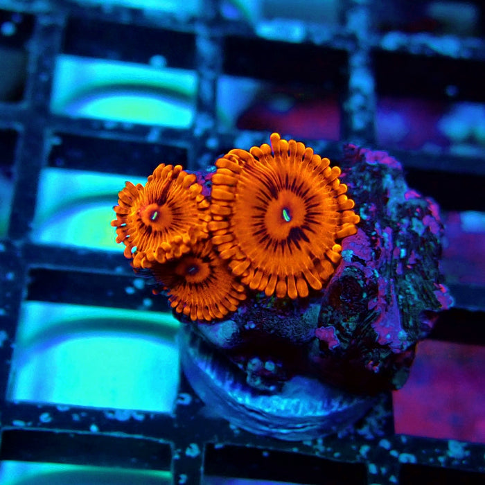 Ultra Zoas Frag