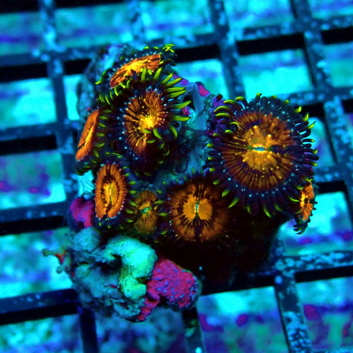 Ultra Zoas Frag