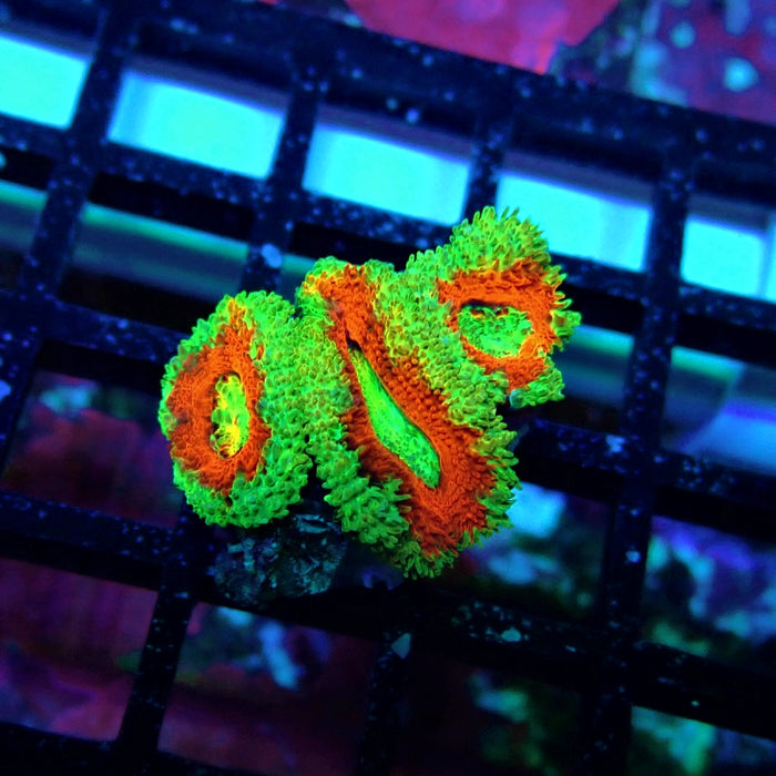 Acan Lord Coral Frag Ultra (12)