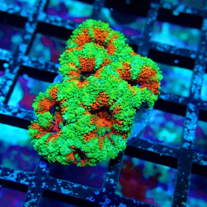 Acan Lord Coral Frag Ultra (24)